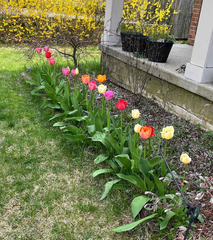 a row of tulips, orange, pink, red, and white.