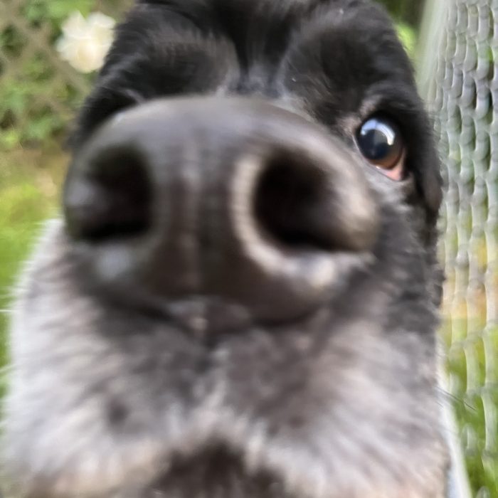 A very very close up photo of Murphy's nose. The photo is poor and blurry but still adorable.