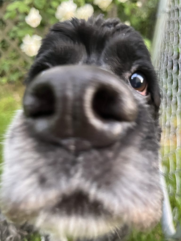A very very close up photo of Murphy's nose. The photo is poor and blurry but still adorable.