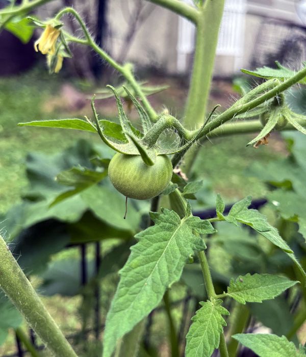 a small green tomato, first of this year's crop