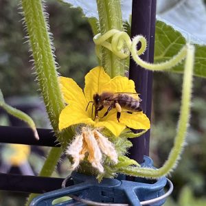 a bee working hard collecting pollen from a cucumber flower