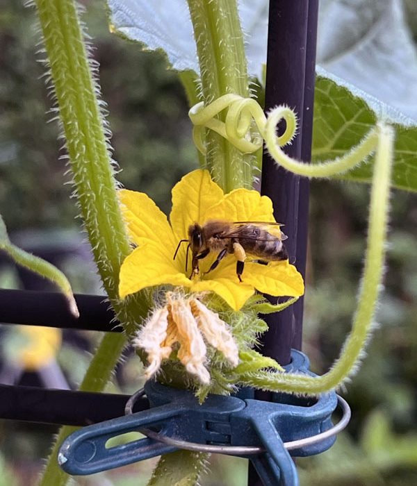 a bee working hard collecting pollen from a cucumber flower