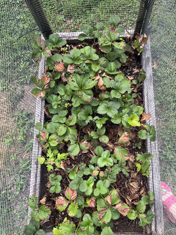 strawberry vines that are mostly dying off, but there are a few flowers left