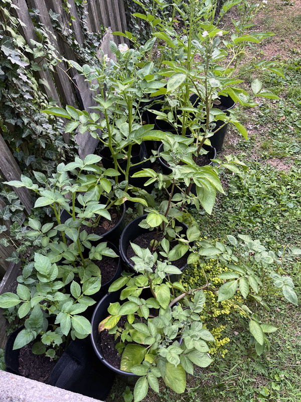 a tangle of potato plants