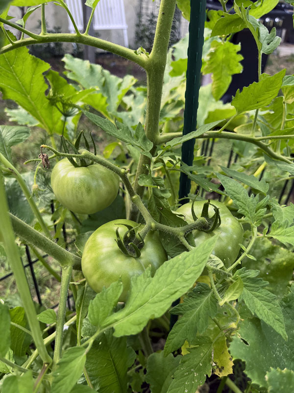 green tomatoes on the plant