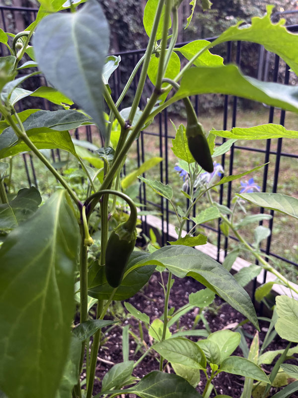 tiny jalapeno peppers on the plant