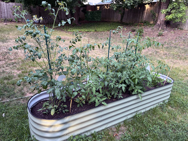 a raised bed with mostly tomato plants