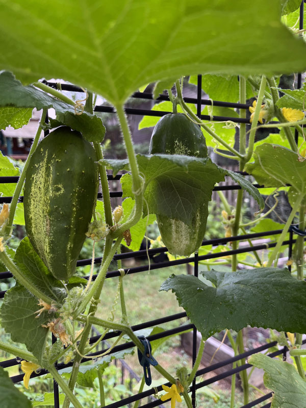 two pickling cucumbers on the plant