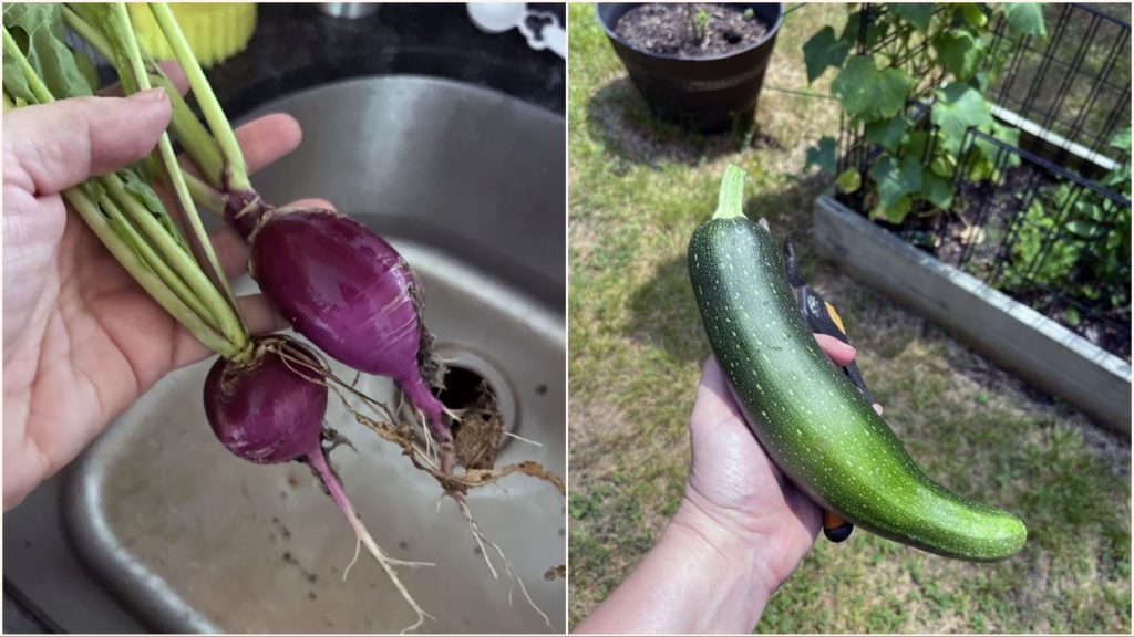 right: radishes, left: zucchini