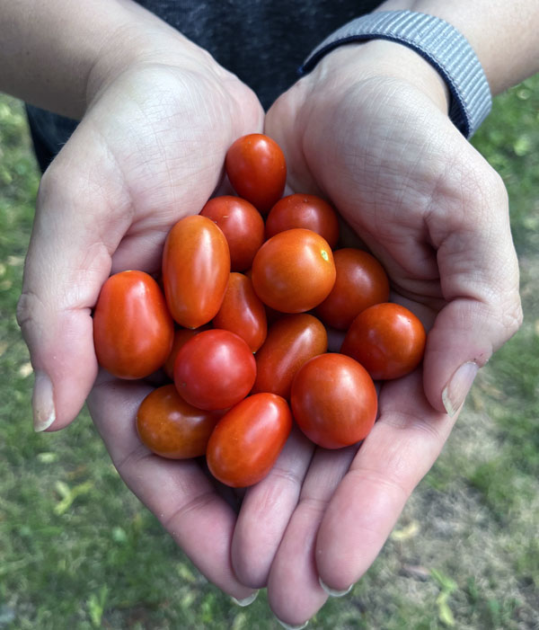 a top down shot of garden fresh cherry and mini roma tomatoes held in two hands