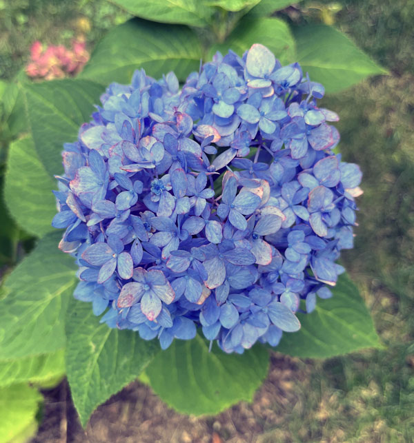 the last hydrangea, a bluish-purple with some petals that are starting to die