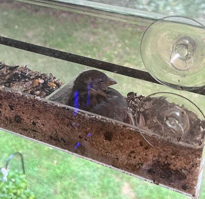 a young, sleepy bird hiding from the rain in our birdfeeder