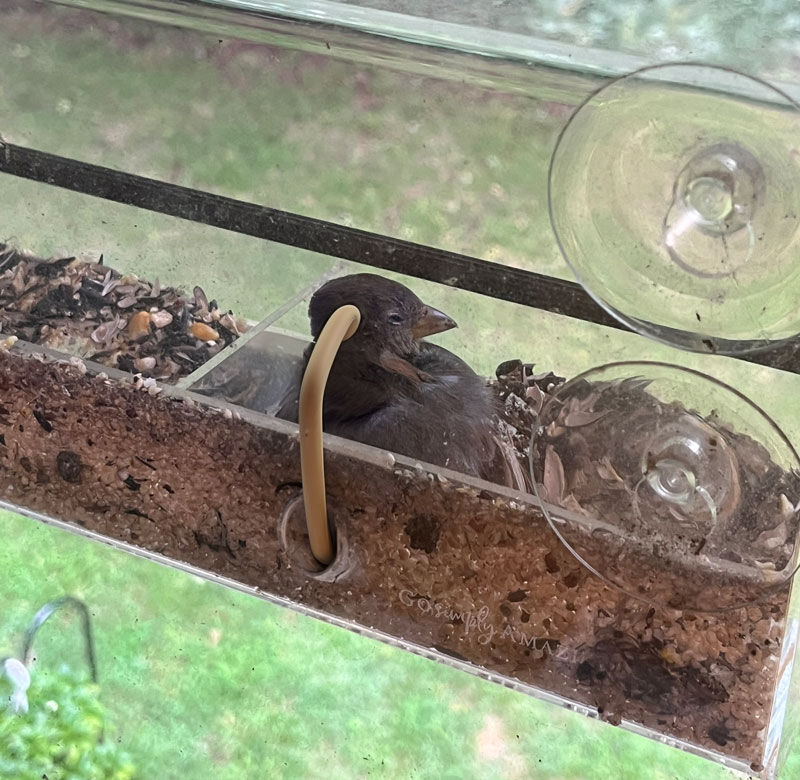 a young, sleepy bird hiding from the rain in our birdfeeder, with a hideous handle coming out if its head