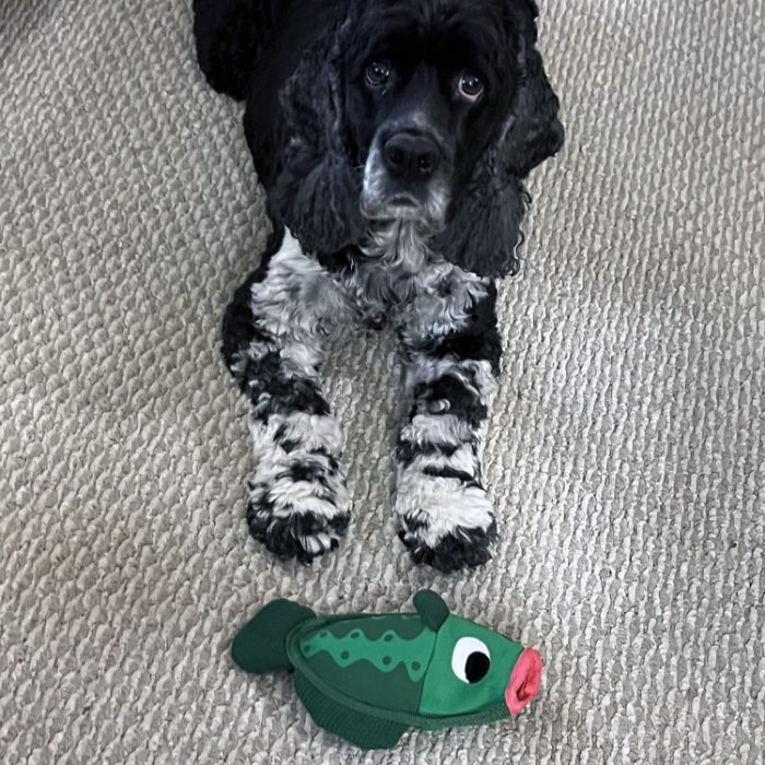 murphy with a green fish toy in front of him