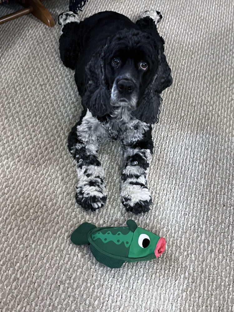 murphy with a green fish toy in front of him. 