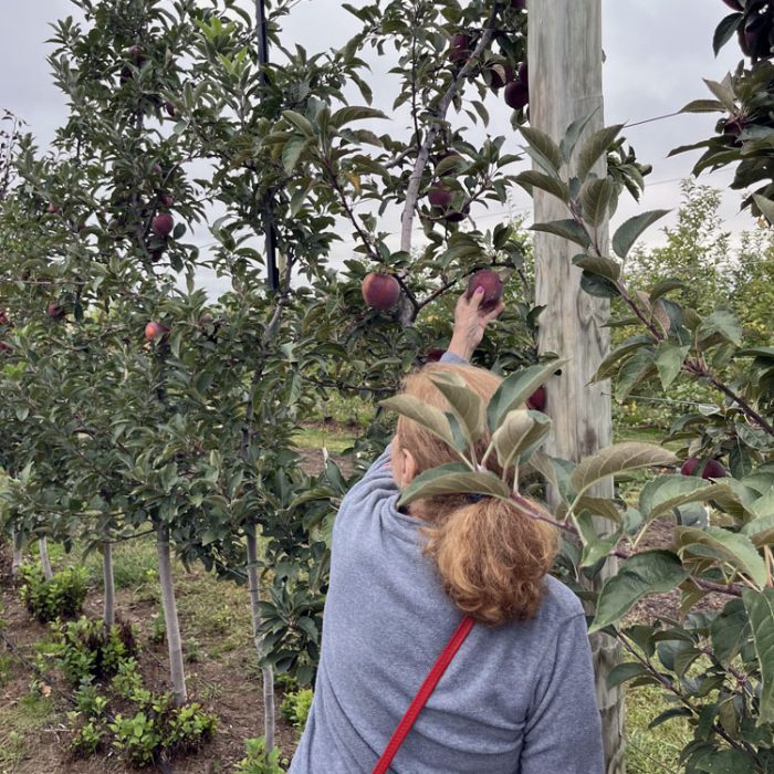 the back of my mom's head as she picks her first ever apple at a farm