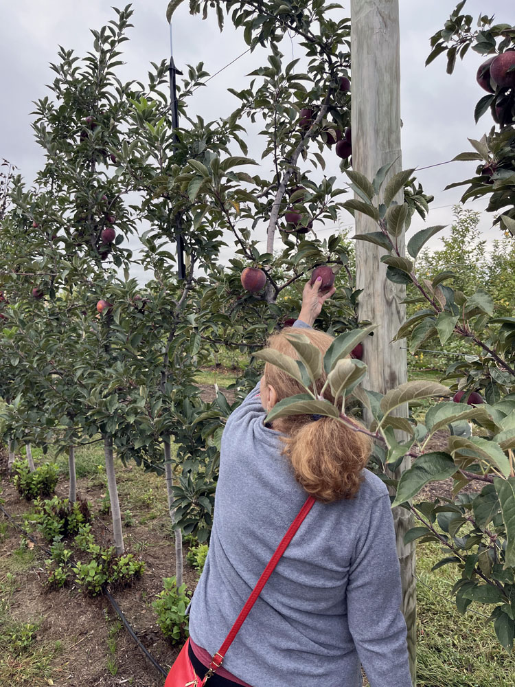 the back of my mom's head as she picks her first ever apple at a farm