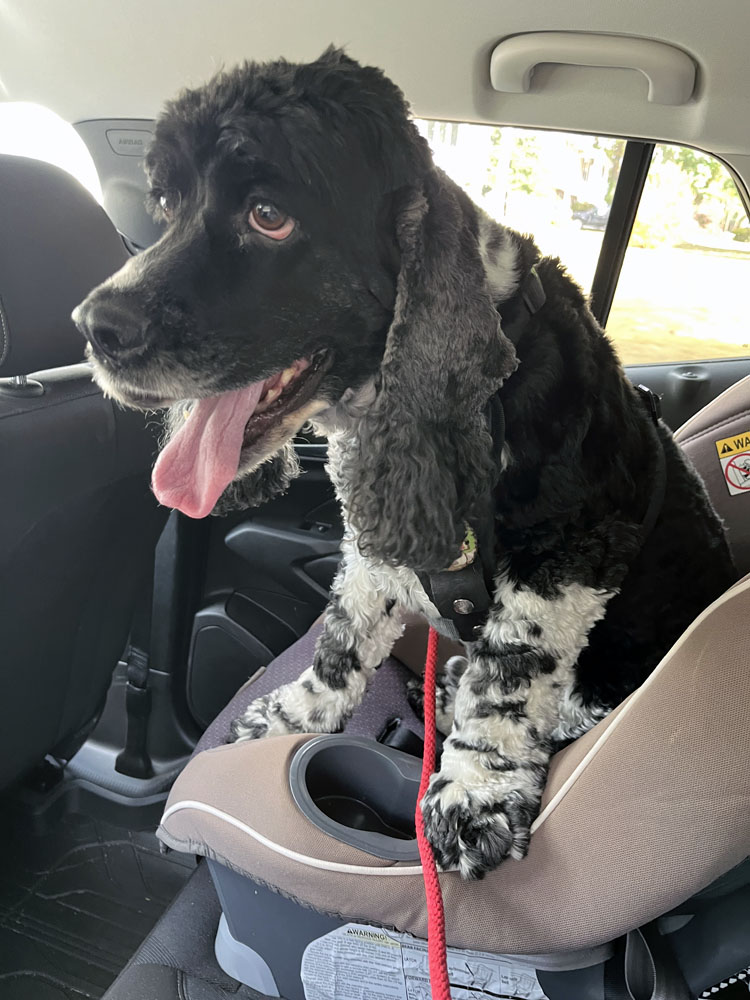 An impish black and white spaniel-esque dog sitting in a child's booster seat. His mouth is open, his tongue is hanging out.