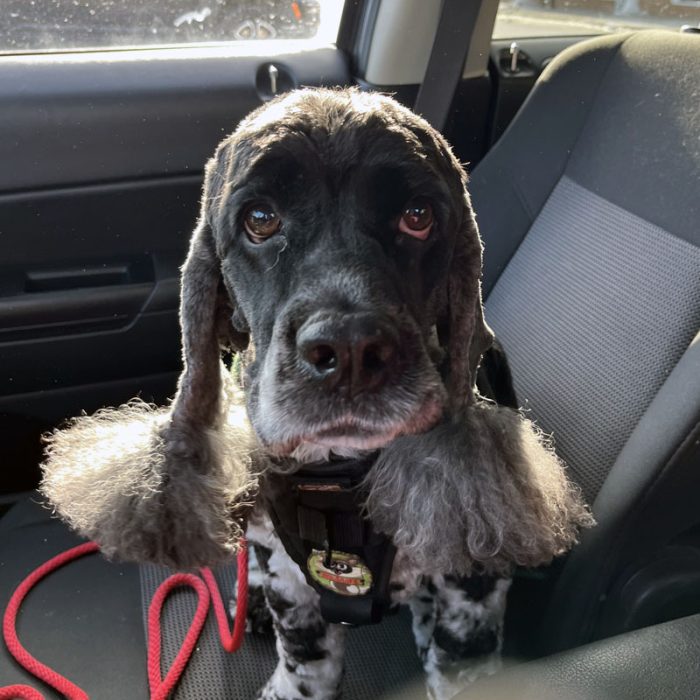 Murphy, freshly groomed. He's in the passenger side of my own damn ride trying to holler at me. He belongs in the back seat and I need to clean my windows