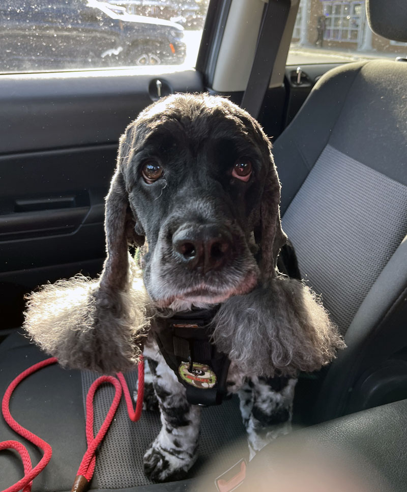 Murphy, a mostly black and white spaniel with white spots, is freshly groomed. The static is wreaking havoc with his ears. He's in the passenger side of my own damn ride trying to holler at me. He belongs in the back seat and I need to clean my windows