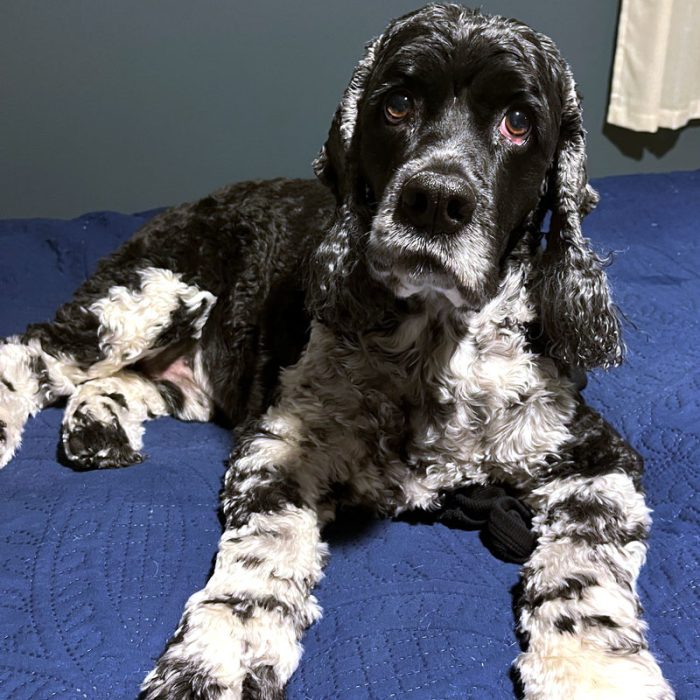 Murphy in his black and white splendor, on the bed watching me fold laundry. He's a little grayer around the muzzle than he used to be.