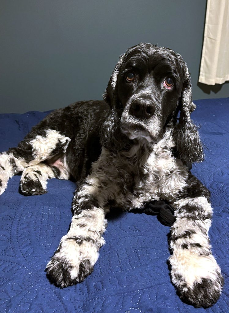 Murphy in his black and white splendor, on the bed watching me fold laundry.  He's a little grayer around the muzzle than he used to be.