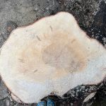 a top-down view of a large, irregularly shaped tree stump. my crocs are at the bottom edge of the photo, they look dwarfed by the stump.
