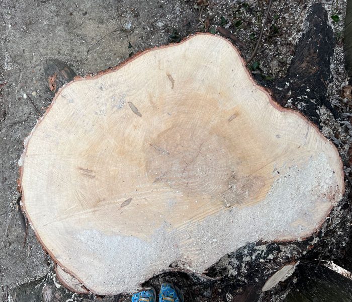 a top-down view of a large, irregularly shaped tree stump. my crocs are at the bottom edge of the photo, they look dwarfed by the stump.