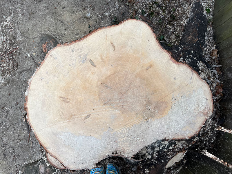 a top-down view of a large, irregularly shaped tree stump. my crocs are at the bottom edge of the photo, they look dwarfed by the stump.