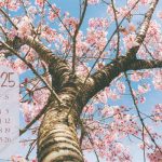 a cherry blossom tree with its pink blooms. At the bottom left corner is an April monthly calendar