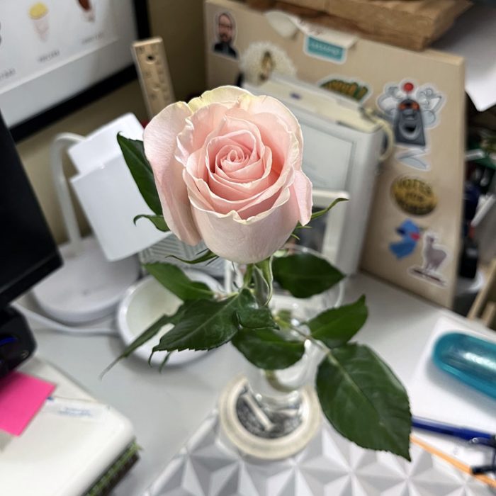 Kim's cluttered desk. The background is blurred, but you see stickers, a ruler, desk items. The only thing in focus is a pink rose in a glass that was given to me for mother's day, even though I'm not a mother. It's gorgeous.