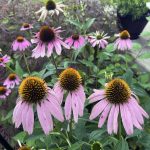 rows of pink coneflowers in the front garden