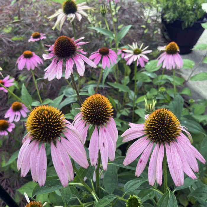 rows of pink coneflowers in the front garden