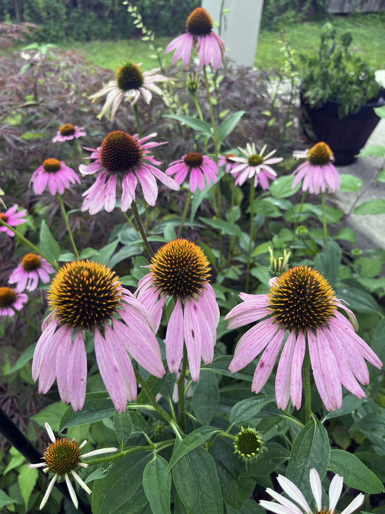 rows of pink coneflowers in the front garden