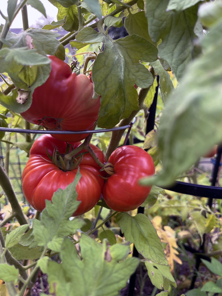 three very ripe, very large tomatoes hanging from the plant