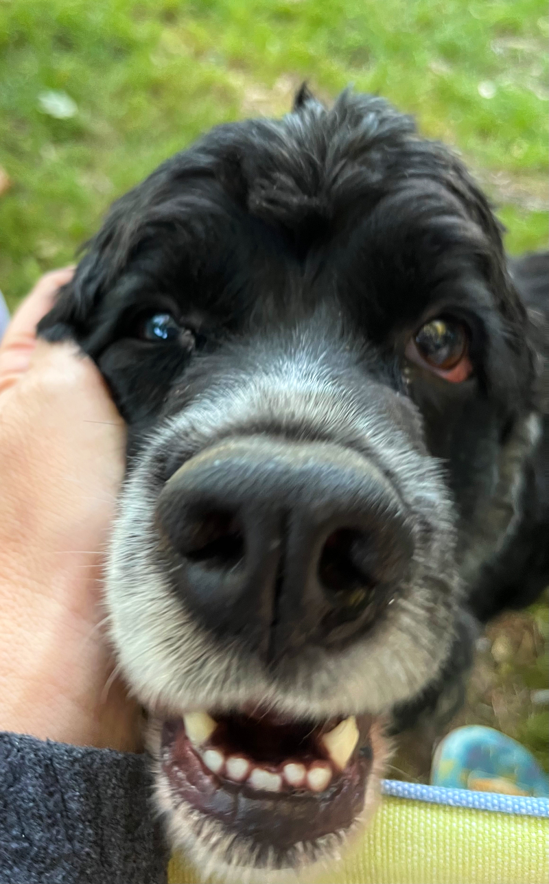 a closeup shot of Murphy's face. His muzzle is white, the rest of him is black and adorable.