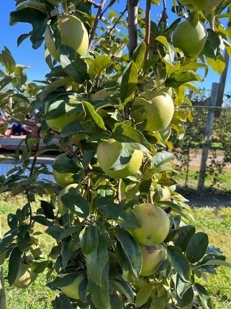 A slim apple tree on a farm, heavy with green apples. The sky behind is it is the best blue you can imagine.