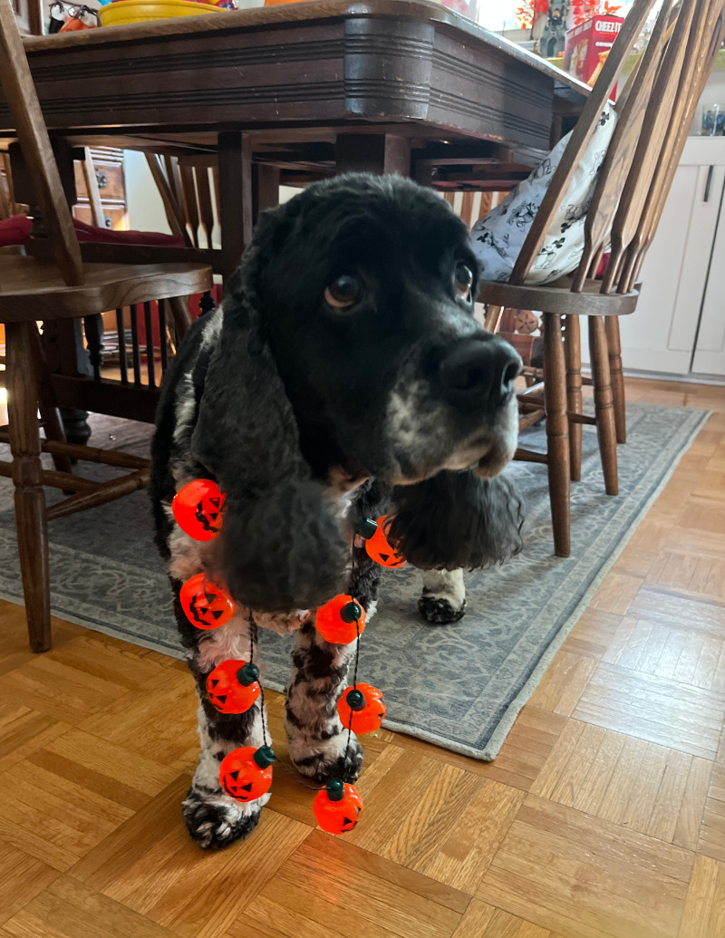 murphy, a black and white spaniel, is wearing a lightup pumpkin necklace