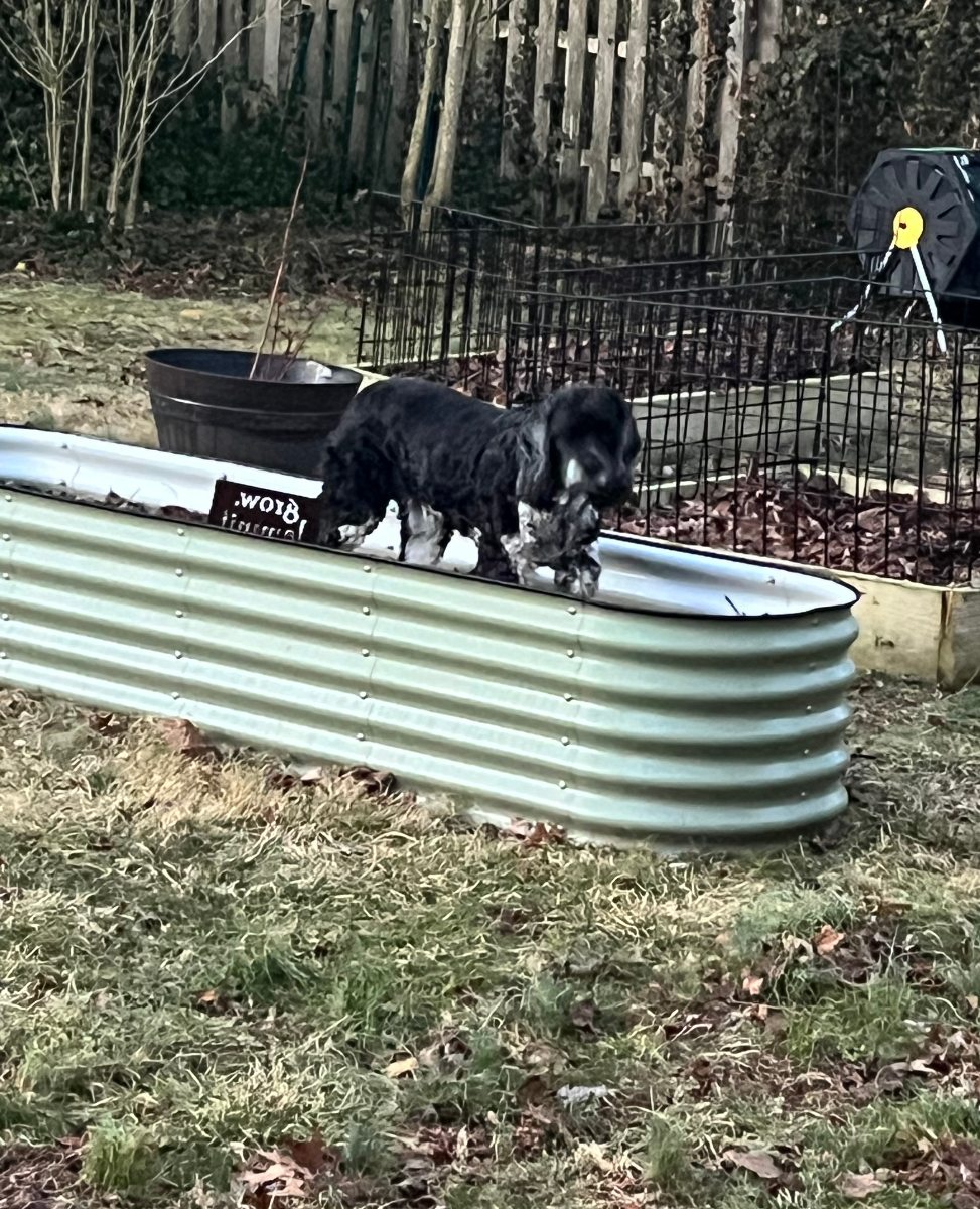 murphy in a flower bed