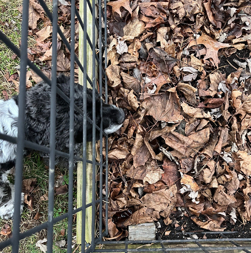 murphy's snoot stuck through a garden bed fence, sniffing at a rabbit nest hidden by leaves. He is oblivious to all that's happening