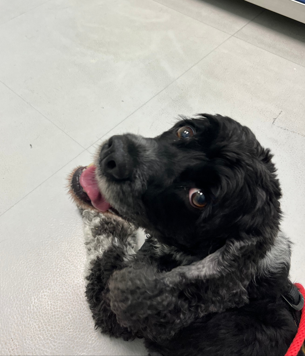 murphy at the vet looking back at me while I take his photo
