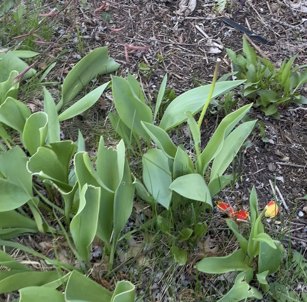 a garden of tulip leaves and stems. but there no tulips on the stems, because the animals lured to the porch by someone in this house who puts food out for them chopped every flower from the stems so I have no tulips this year. this is a very Charlie Brown situation.