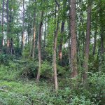 a small patch of wooded area, the trunks have orange rectangles caused by the setting sun