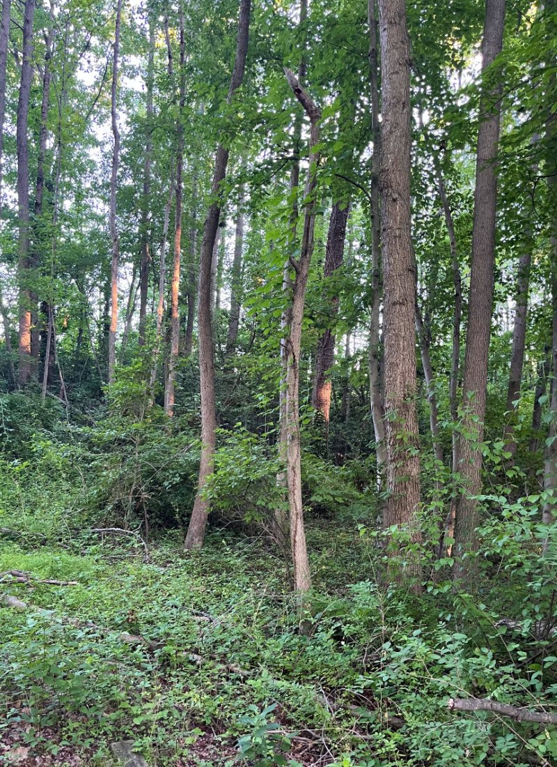 a small patch of wooded area, the trunks have orange rectangles caused by the setting sun