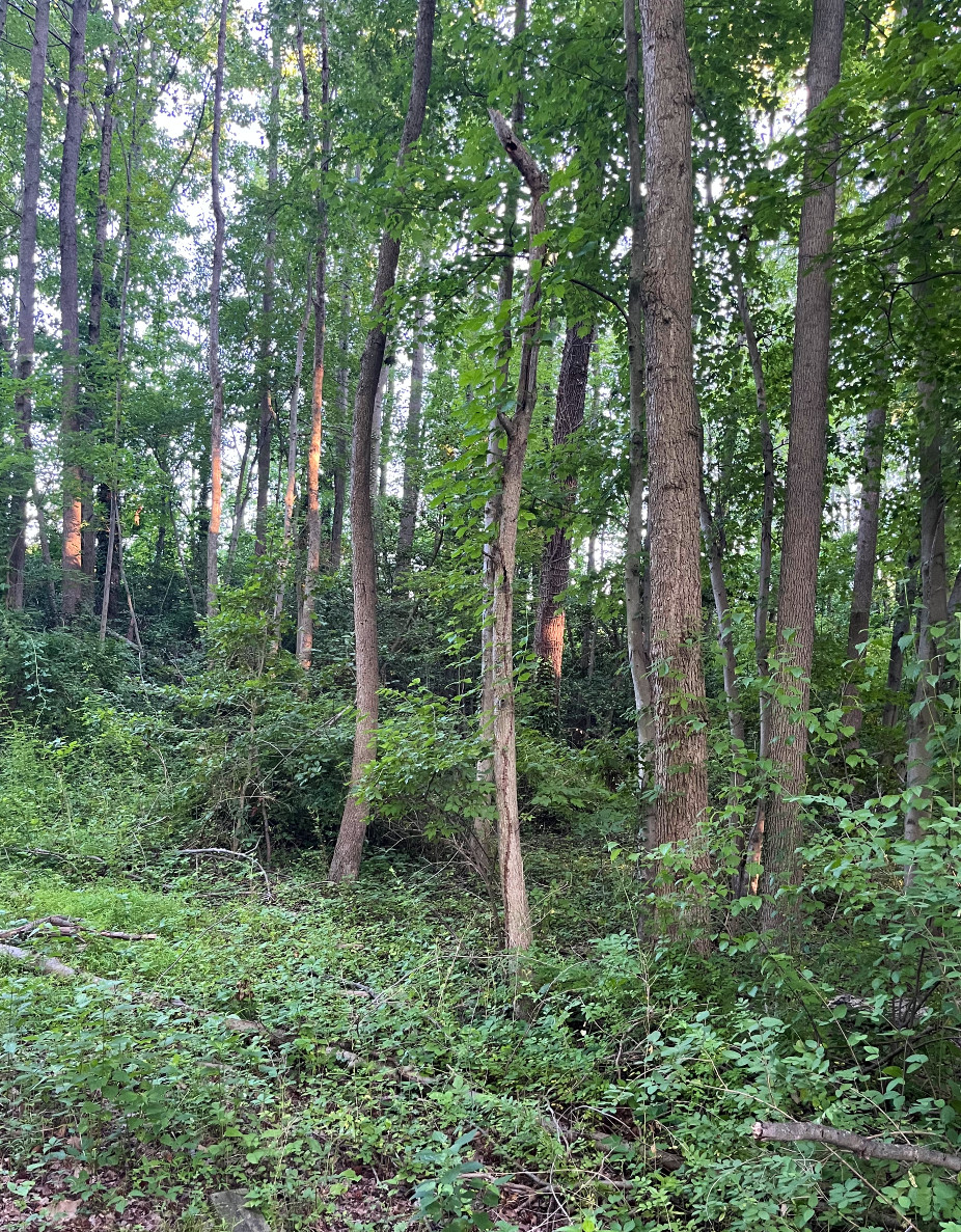 a small patch of wooded area, the trunks have orange rectangles caused by the setting sun
